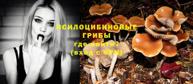 купить  цена  Городец  Галлюциногенные грибы Psilocybe 